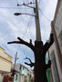vignette Bayamo - Tronc d arbre poteau lectrique