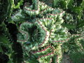 vignette Euphorbia lactea 'Cristata'