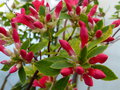 vignette Rhododendron Viallii gros plan au 02 03 17