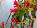 vignette Rhododendron Viallii autre vue au 02 03 17