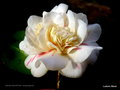 vignette Camélia ' ASPASIA MACARTHUR ' camellia japonica