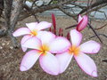 vignette Plumeria rubra - Frangipanier, fleur des temples