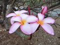 vignette Plumeria rubra - Frangipanier, fleur des temples