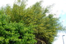 vignette Acacia longifolia (Île de Bréhat, Bretagne)