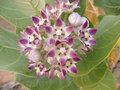 vignette Calotropis gigantea