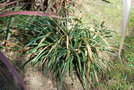 vignette Fascicularia bicolor ssp. bicolor