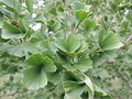vignette Ginkgo biloba 'Tubifolia'