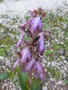 vignette Himantoglossum robertianum/orchis gant