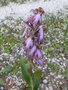 vignette Himantoglossum robertianum/orchis gant