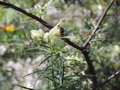vignette Grevillea gracilis 'Alba'