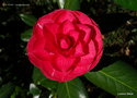 vignette Camélia ' C.M. HOVEY ' camellia japonica