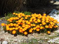 vignette Lampranthus auriantacus - Ficode orange, Lampranthe orange