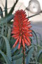 vignette Aloe arborescens