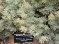 vignette Artemisia canariensis