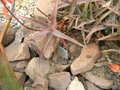vignette Aloe cremnophila