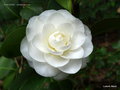 vignette Camélia '  ALBA PLENA  ' camellia japonica ?