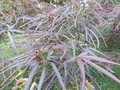 vignette Acer palmatum 'Red Pigmy'
