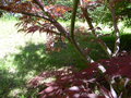 vignette Acer palmatum 'Sherwood Flame'