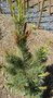 vignette Picea abies 'Typner'