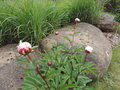 vignette Paeonia herbace lactiflora 'Reine hortense'