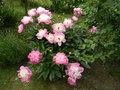 vignette Paeonia herbace lactiflora 'Bowl of Beauty'