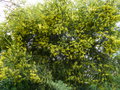 vignette Acacia pravissima immensément fleuri et parfumé au 13 03 17
