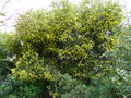 vignette Acacia pravissima immensément fleuri et parfumé derrière le Grevillea gracilis alba au 12 03 17
