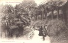 vignette Carte postale ancienne - Pau , la monte de la gare  (Trachycarpus fortunei)