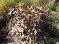 vignette Paeonia arbustive suffruticosa 'Tamafuyo'