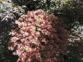 vignette Acer palmatum 'Shana'