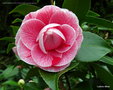 vignette Camélia ' PROFESSORE FILIPPO PARLATORE ' camellia japonica