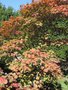 vignette Acer japonicum 'Aconitifolium'