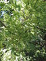 vignette Acer palmatum 'Hykasayama'