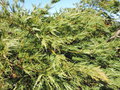vignette Acer japonicum 'Green Cascade'