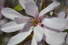 vignette Magnolia denudata 'Forest Pink'