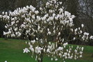 vignette Magnolia 'Frank Gladney'   (M. liliiflora X M. x veitchii)