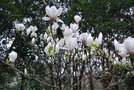 vignette Magnolia x soulangeana 'White Giant'