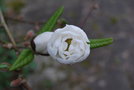 vignette Magnolia x loebneri 'White Rose'