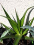 vignette Agave 'Mateo'