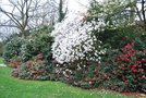 vignette Magnolia kobus var. stellata cv.