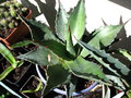 vignette Agave 'La escondida'