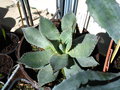 vignette Agave parryi var. chihuahua