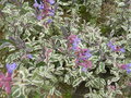vignette Salvia officinalis 'Tricolor'