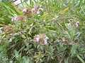 vignette Salvia dolomitica