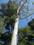 vignette Eucalyptus dorrigoensis