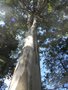 vignette Eucalyptus punctata