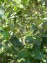 vignette Elaeodendron capense (fruits)