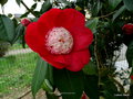 vignette Camélia ' KUMAGAI  ' camellia japonica