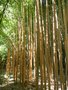vignette Phyllostachys bambusoides 'Holochrysa'