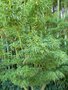 vignette Acer palmatum 'Shishigashira'